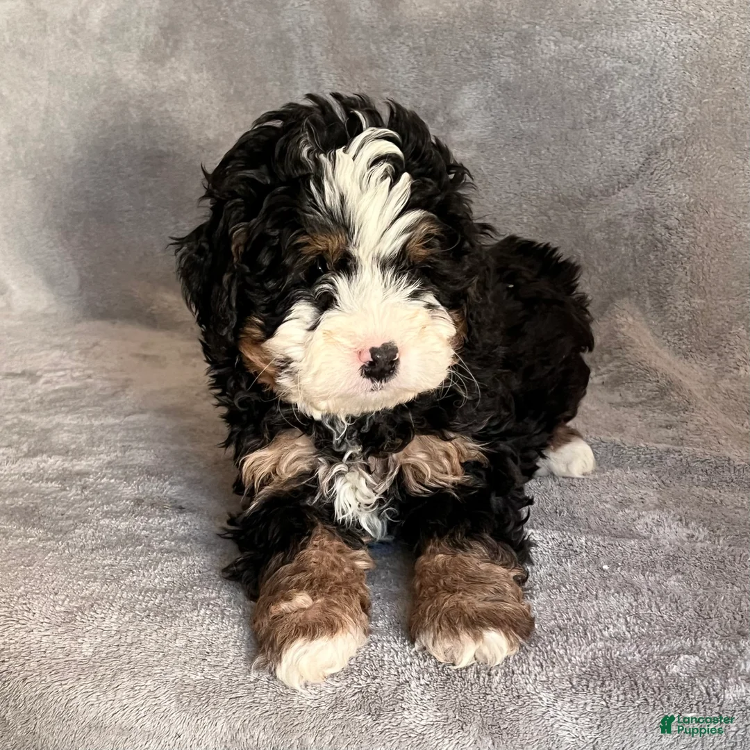 Mini Bernedoodle dogs for sale: Koda - Ad 5
