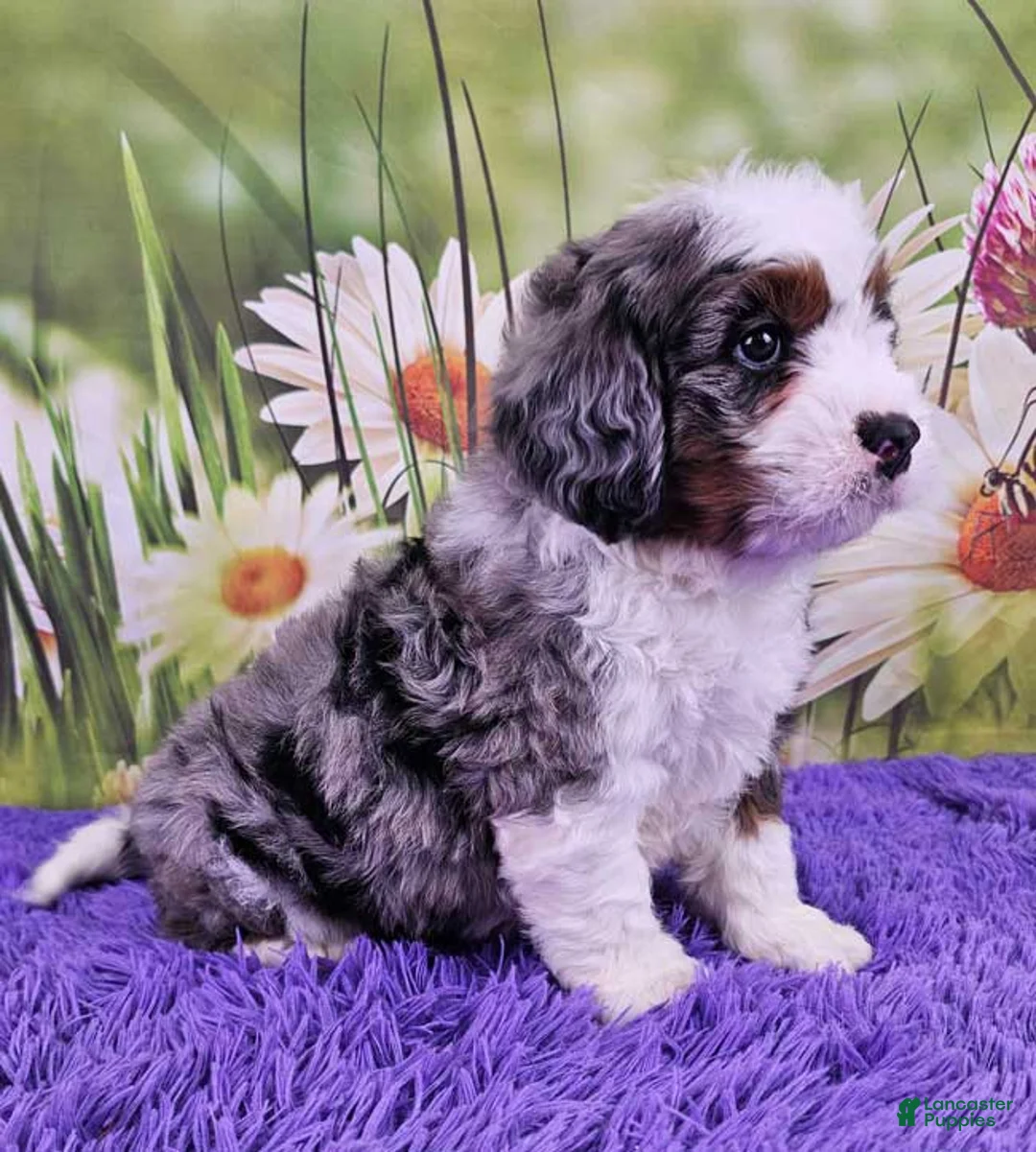 Mini Bernedoodle dogs for sale: Dappler - Ad 2