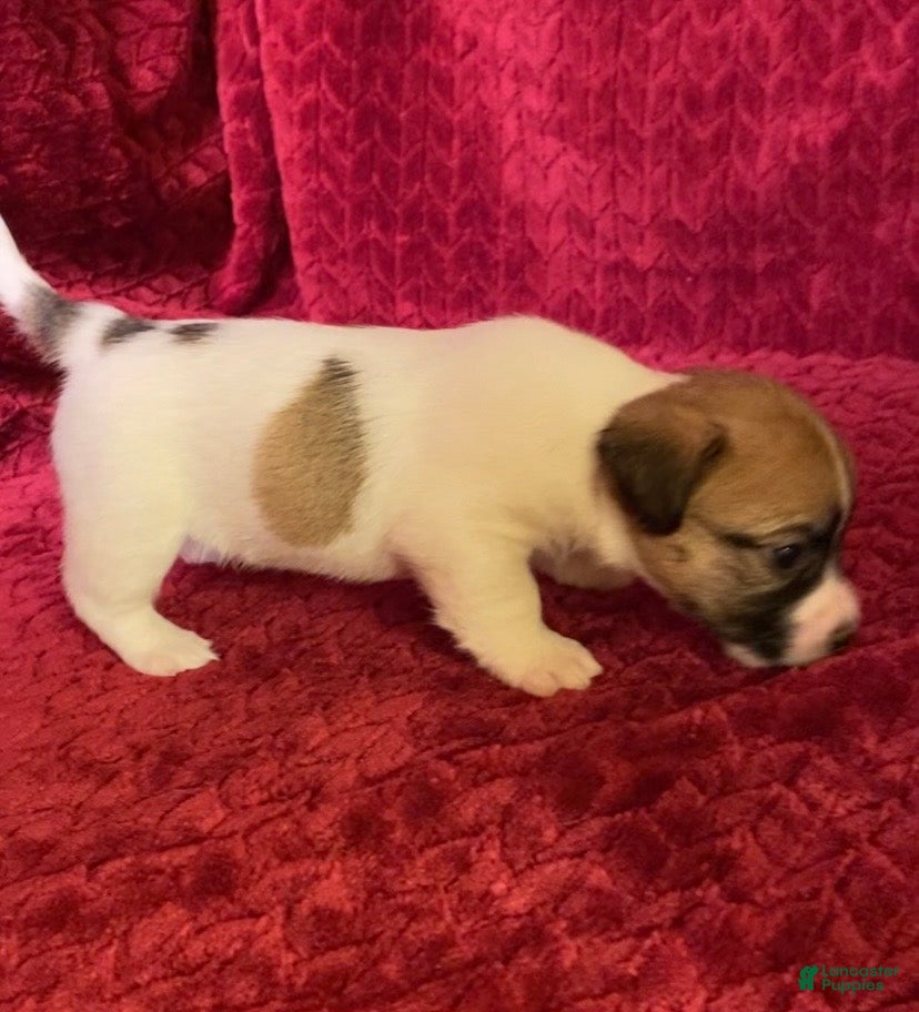 Jack Russell Terrier dogs Jack Russell Terrier Puppy 3 - Ad 1