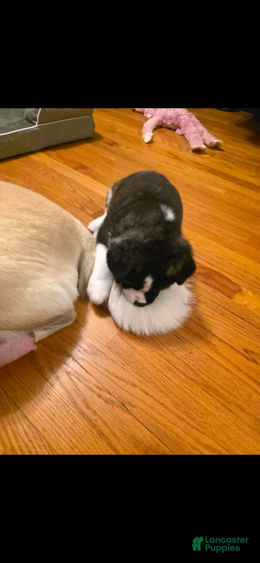 Akita dogs for sale: AKC Lucky - Ad 13