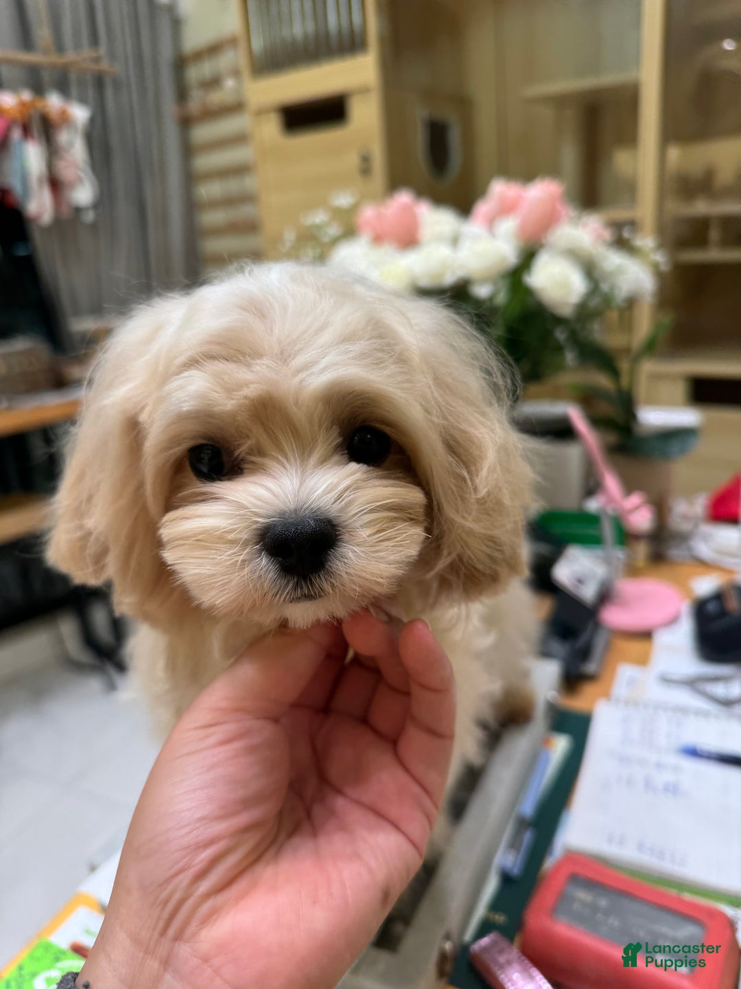 Maltipoo dogs for sale: Maltipoo Puppy 1 - Ad 1