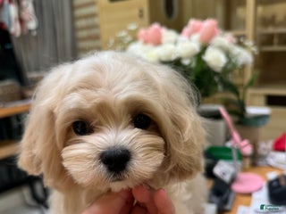 Maltipoo dogs Maltipoo Puppy 1 - Ad 1