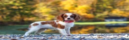Cavalier King Charles Spaniel dogs for sale: Ariella - Ad 6