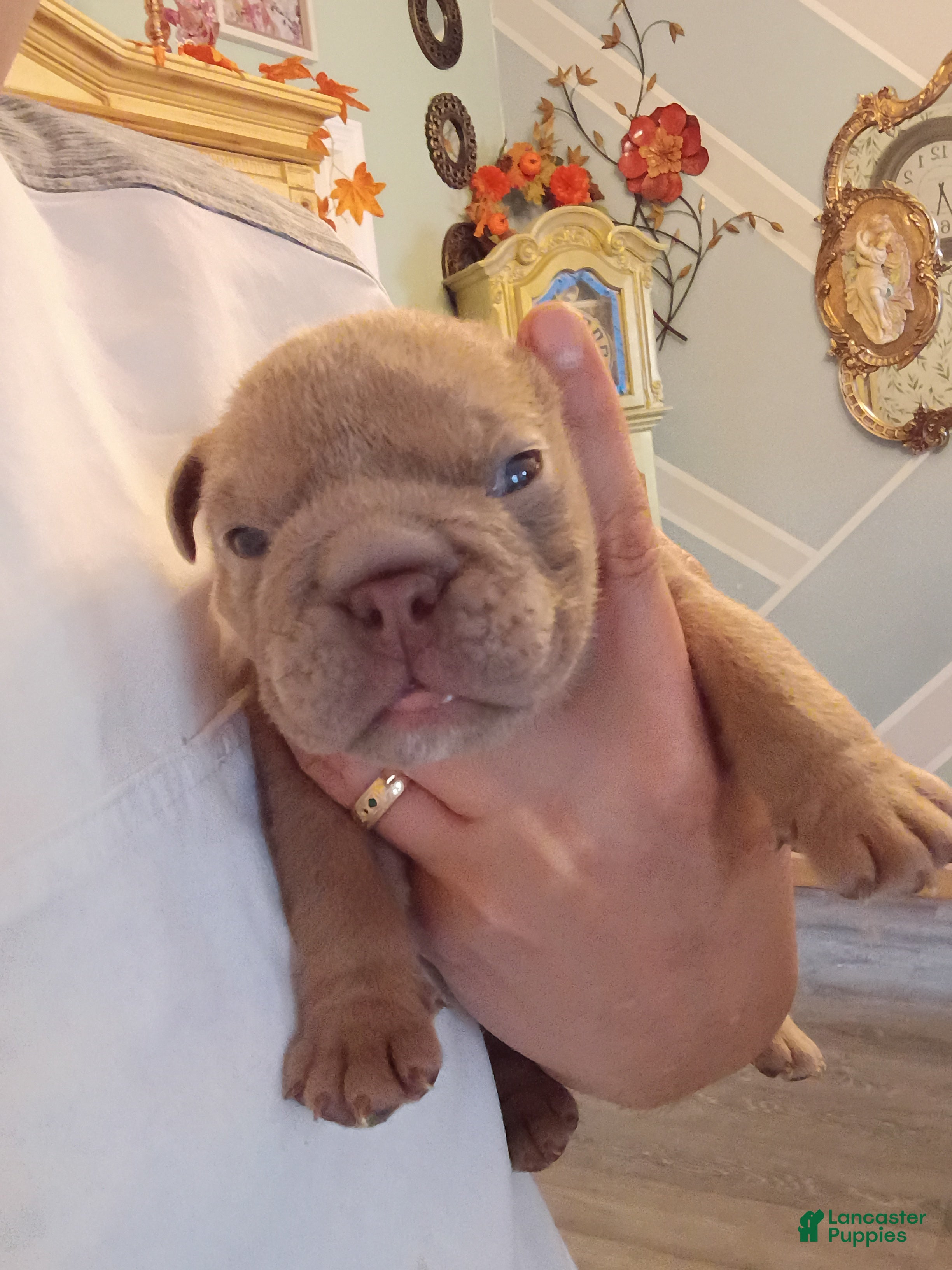 English Bulldog dogs English Bulldog 1Bear - Ad 6