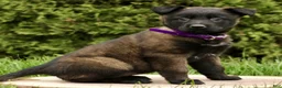 Belgian Malinois dogs for sale: Salome  - Ad 3