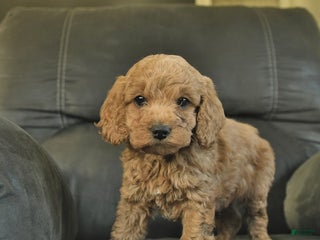 Cockapoo dogs - Ad 1