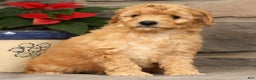 Mini Goldendoodle dogs for sale: Star - Ad 2