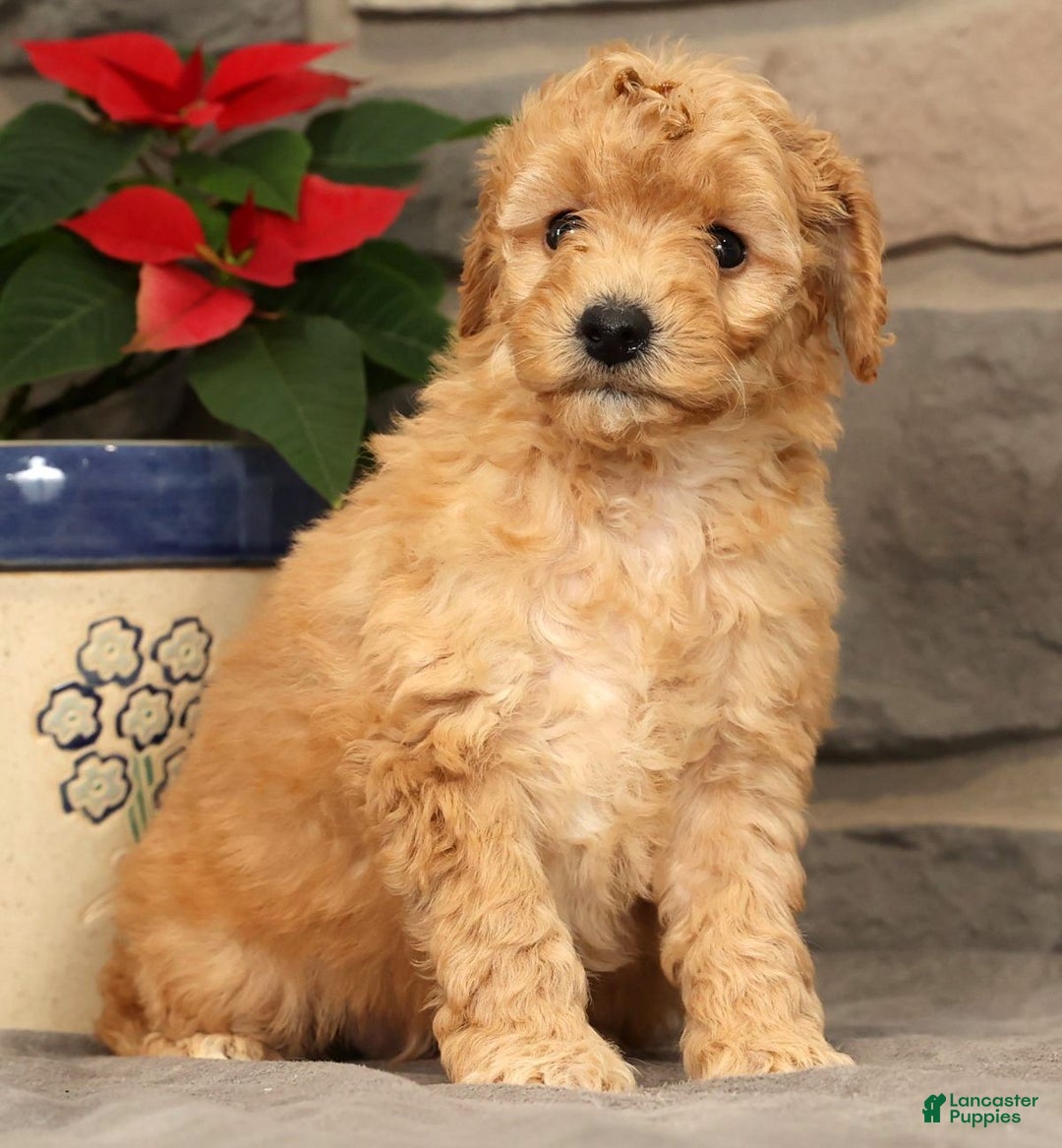 Mini Goldendoodle dogs for sale: Star - Ad 2