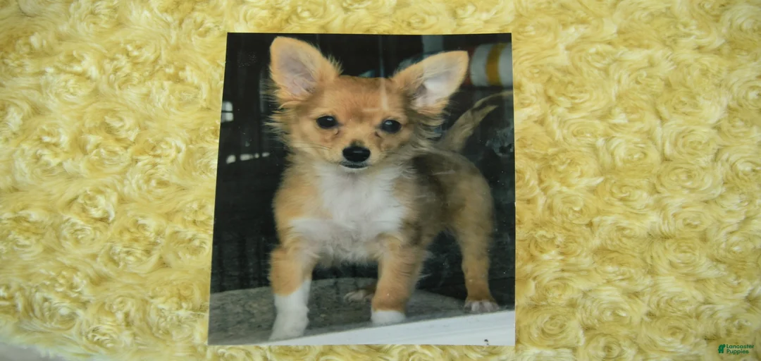 Gallery Image {{count}}