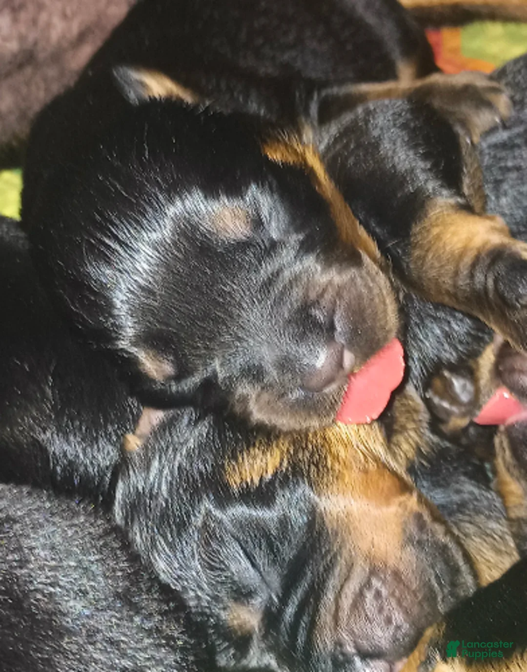 Rottweiler dogs for sale: Championship bloodline Girl 3 - Ad 2