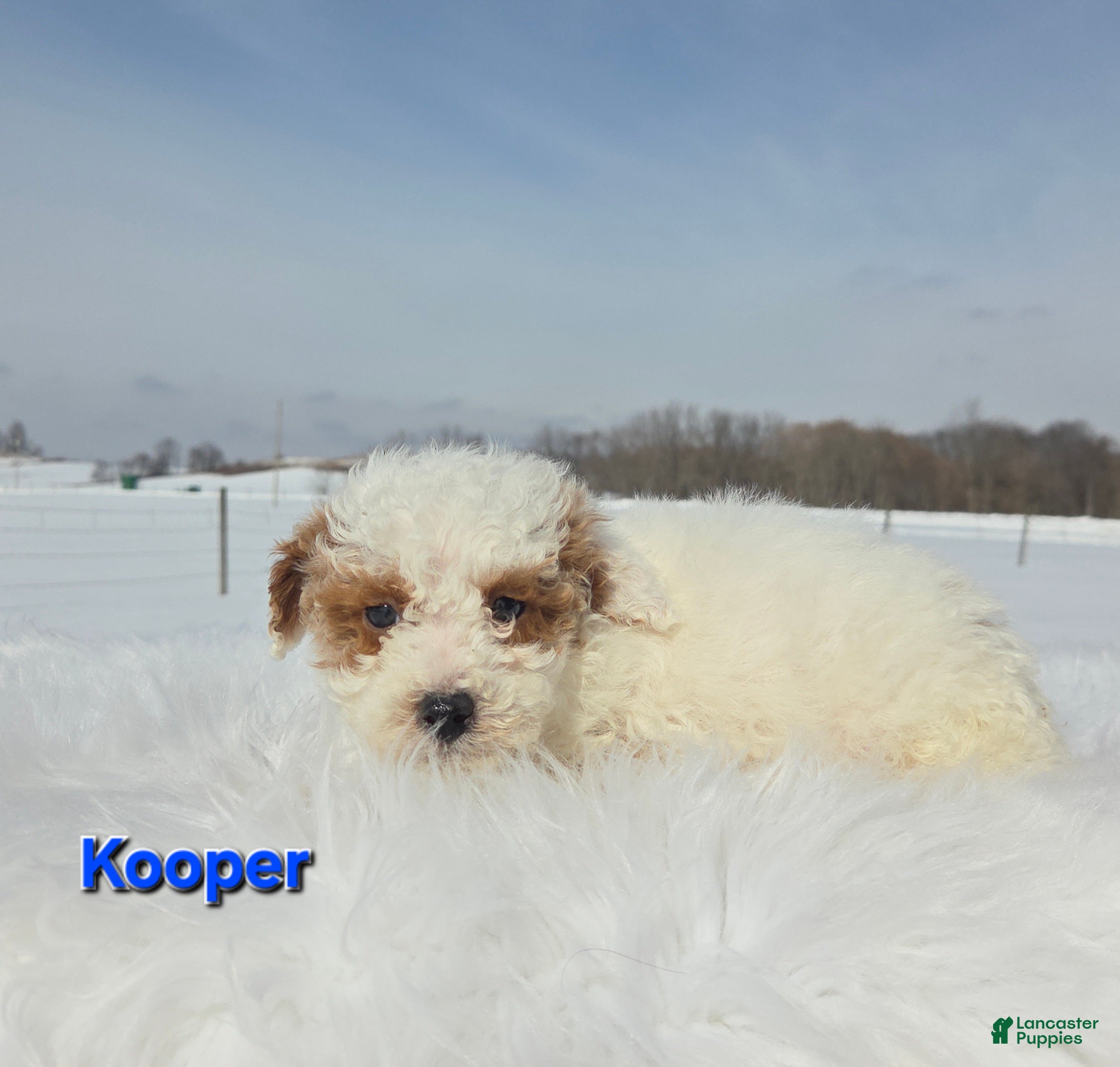Miniature Poodle dogs Kooper - Ad 40