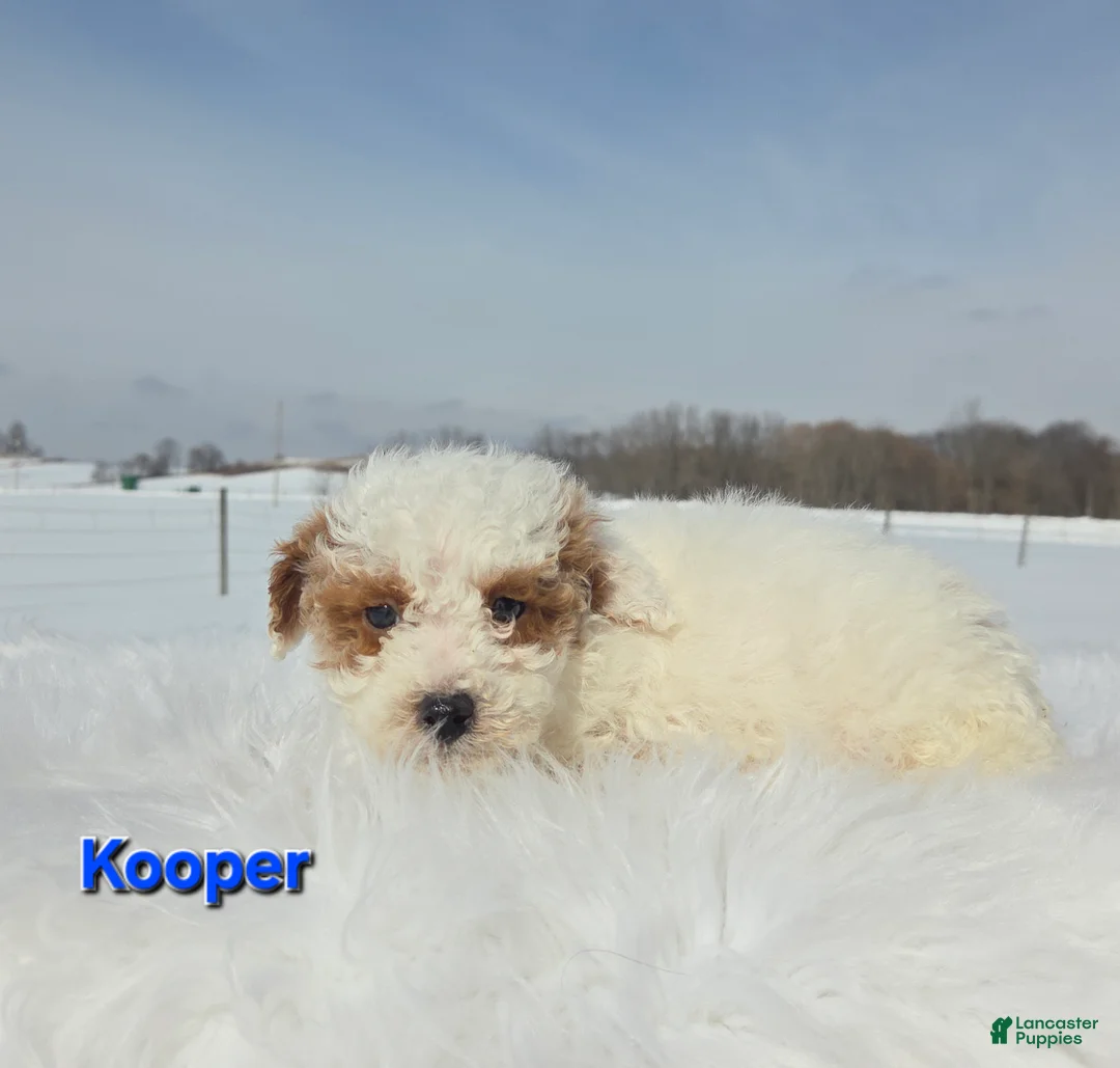 Miniature Poodle dogs for sale: Kooper - Ad 1