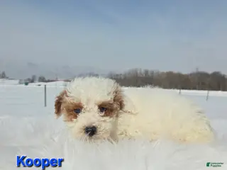 Miniature Poodle dogs Kooper - Ad 40