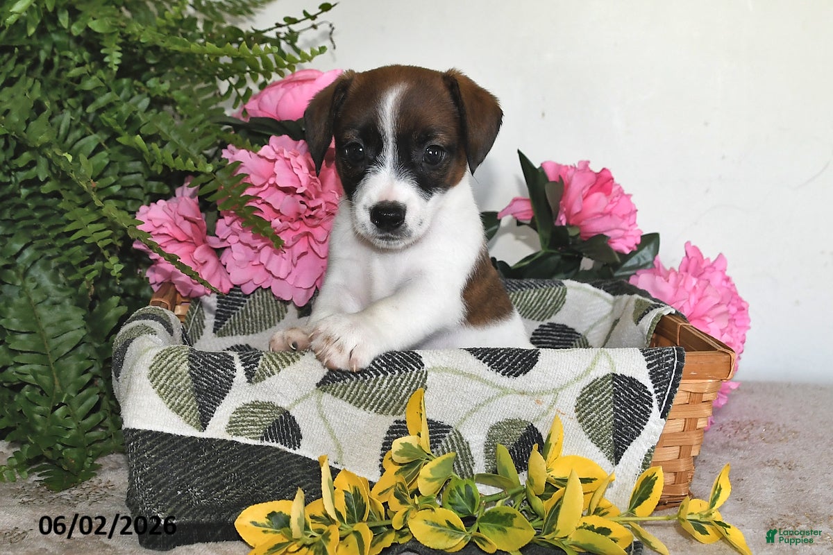 Jack Russell Terrier dogs for sale: Lilly - Ad 4