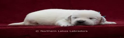 Labrador Retriever dogs for sale: Mateo - Ad 4