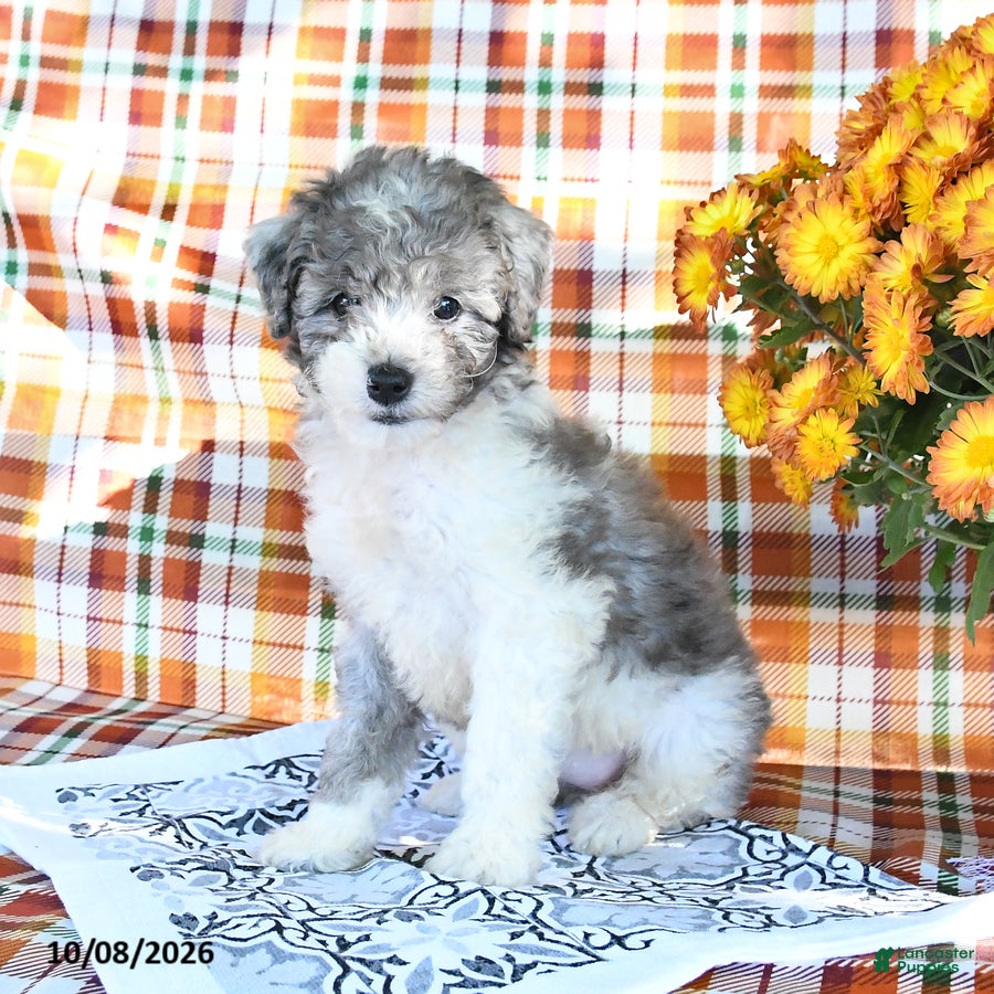 Mini Goldendoodle dogs Ashley - Ad 2