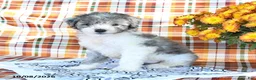 Mini Goldendoodle dogs for sale: Ashley - Ad 2