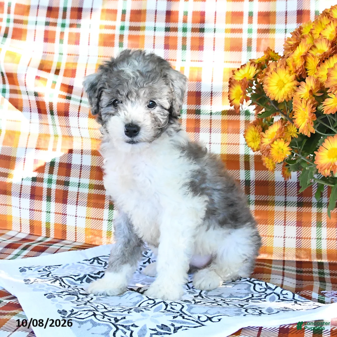 Mini Goldendoodle dogs for sale: Ashley - Ad 2