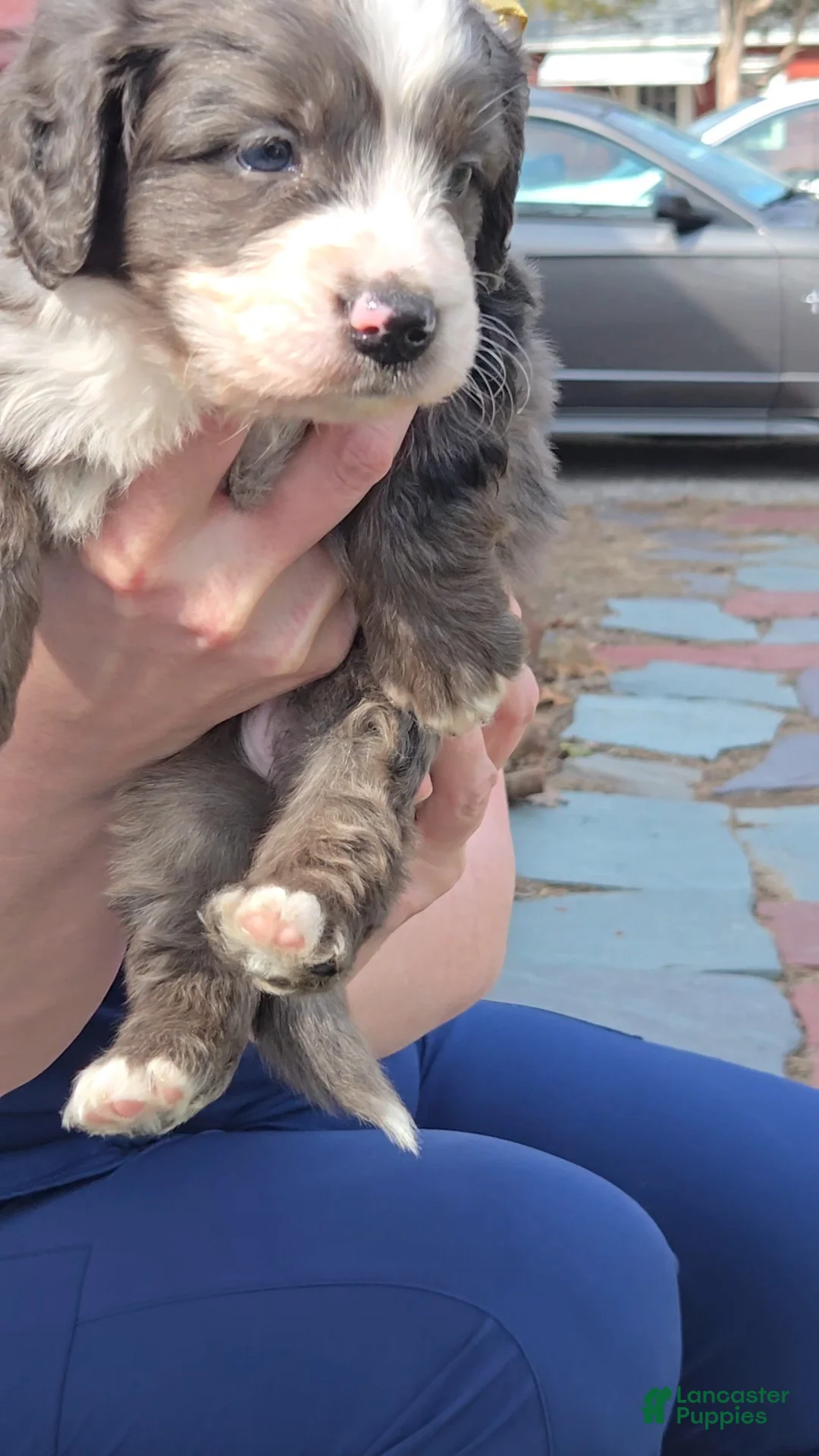 Mini Bernedoodle dogs for sale: Mini Bernedoodle Puppy 3 - Ad 2