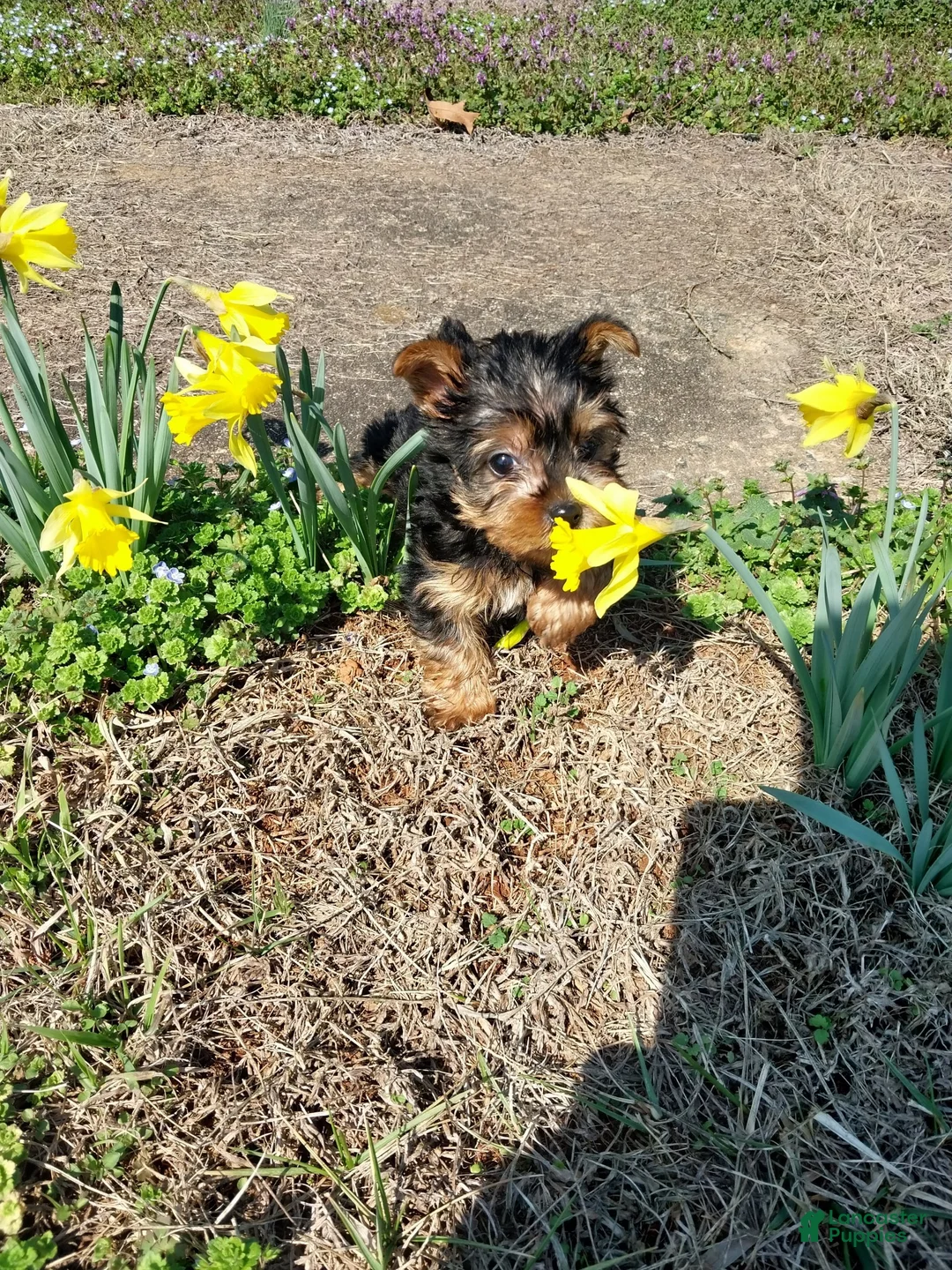 Yorkshire Terrier dogs for sale: Yorkshire Terrier Puppy 2 - Ad 1