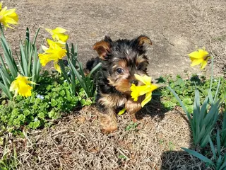 Yorkshire Terrier dogs Yorkshire Terrier Puppy 2 - Ad 25