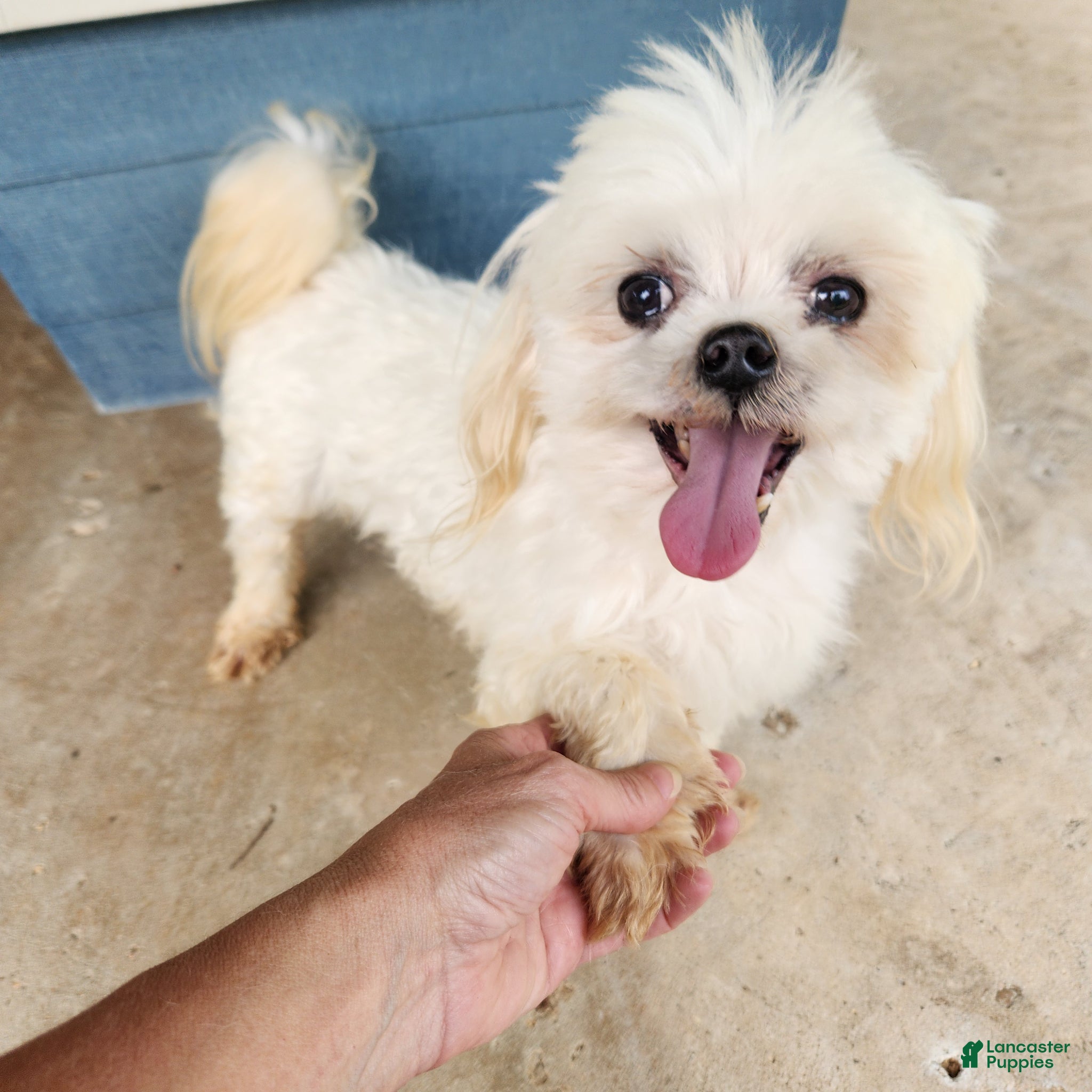 Maltese dogs Pixie Pearl - Ad 10