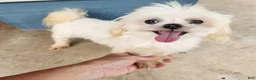 Maltese dogs for sale: Pixie Pearl - Ad 1