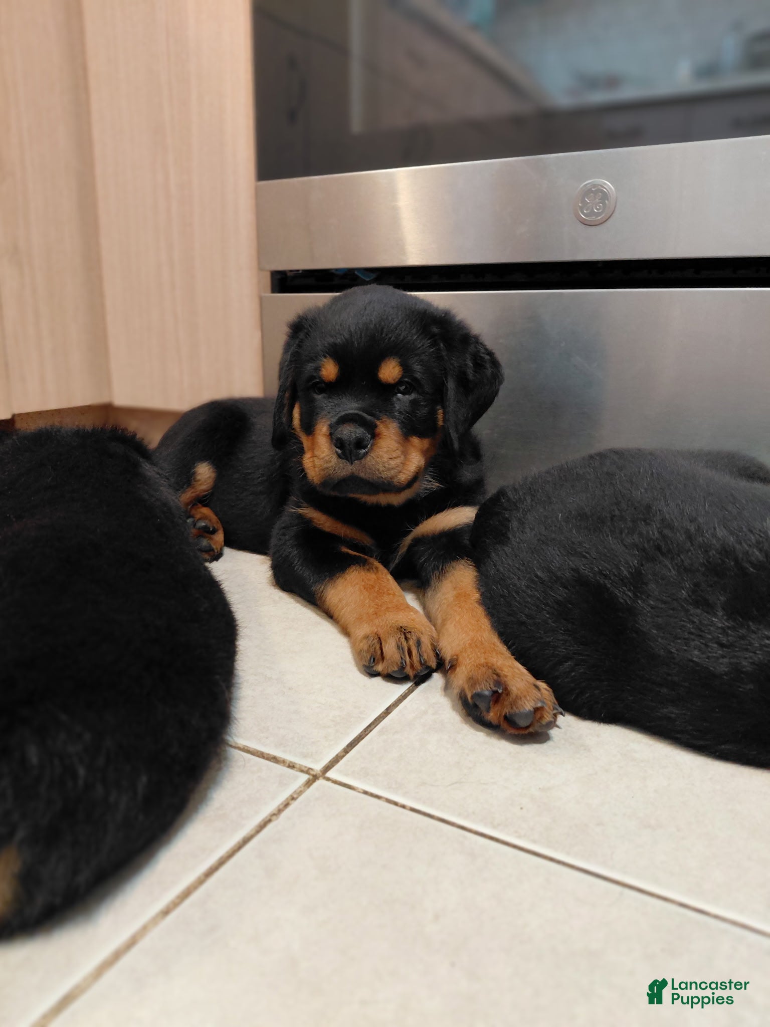 Rottweiler dogs Rottweiler Puppy 1 - Ad 40