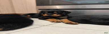 Rottweiler Puppy 1