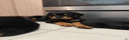 Rottweiler dogs for sale: Rottweiler Puppy 1 - Ad 1