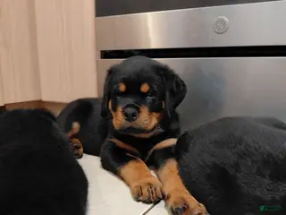 Rottweiler dogs Rottweiler Puppy 1 - Ad 38