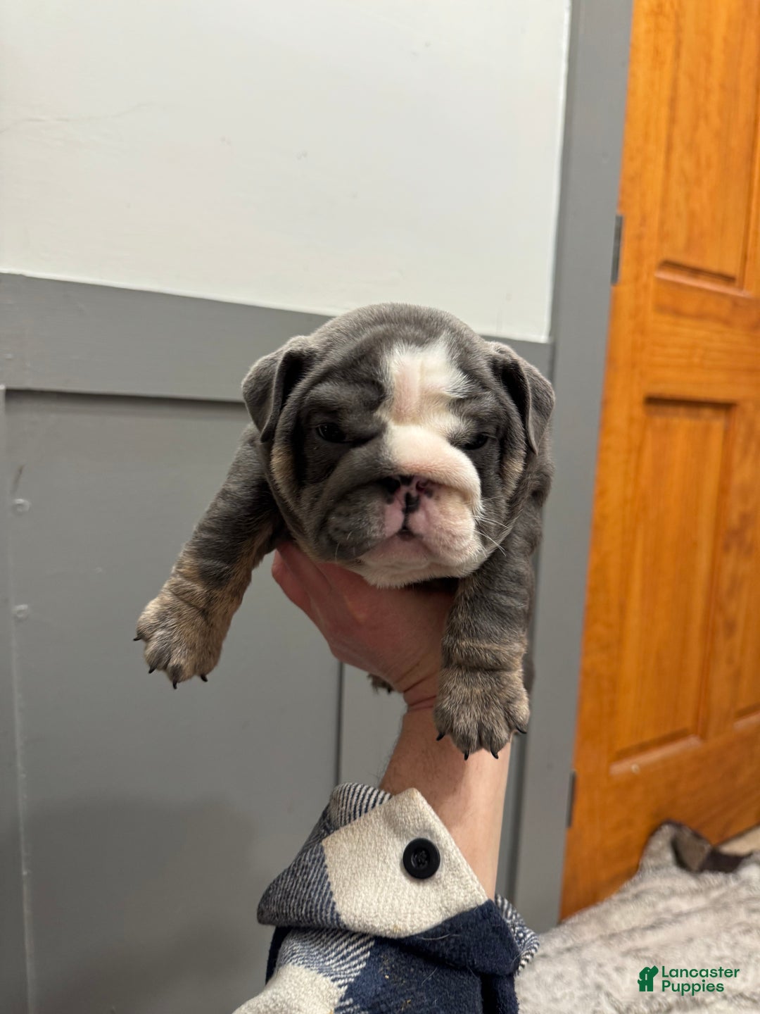 English Bulldog dogs for sale: Saint  - Ad 4