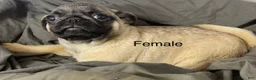 Pug dogs for sale: Pug Puppy 2 - Ad 1