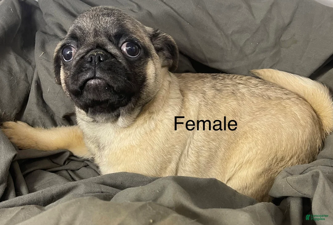 Pug dogs for sale: Pug Puppy 2 - Ad 1