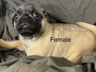 Pug dogs Pug Puppy 2 - Ad 6