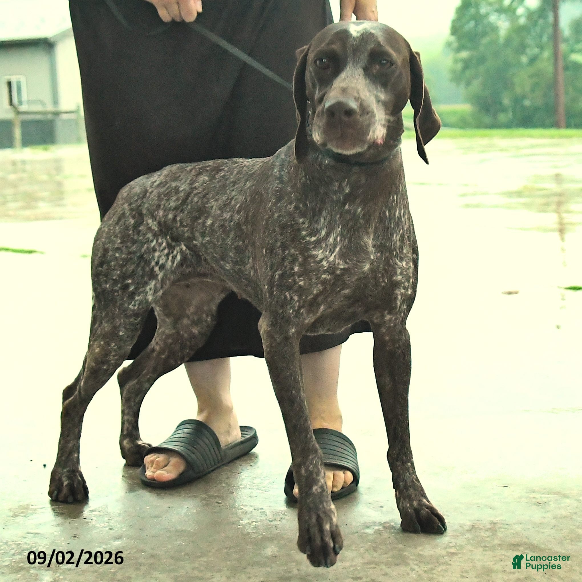 German Shorthaired Pointer dogs Kaya - Ad 2