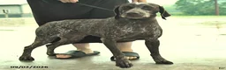 German Shorthaired Pointer dogs for sale: Kaya - Ad 2