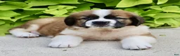 Saint Bernard dogs for sale: Lucy - Ad 7