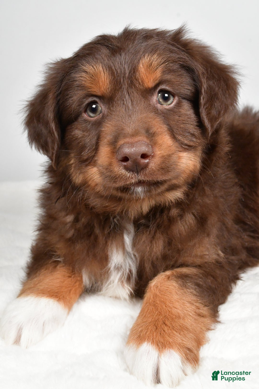 Miniature Australian Shepherd dogs for sale: Rocky - Ad 4