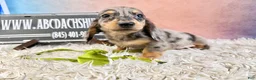 Miniature Dachshund dogs for sale: AKC Russian- Pra clear - Ad 6