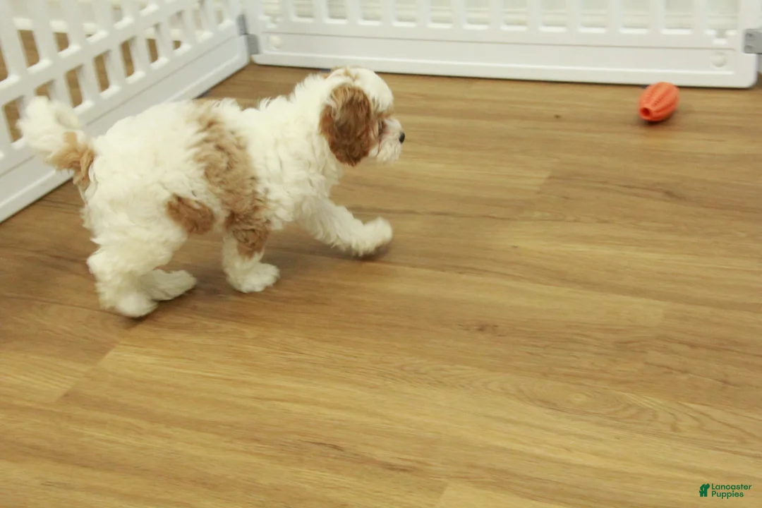 Cavapoo dogs for sale: Lovely - Ad 6