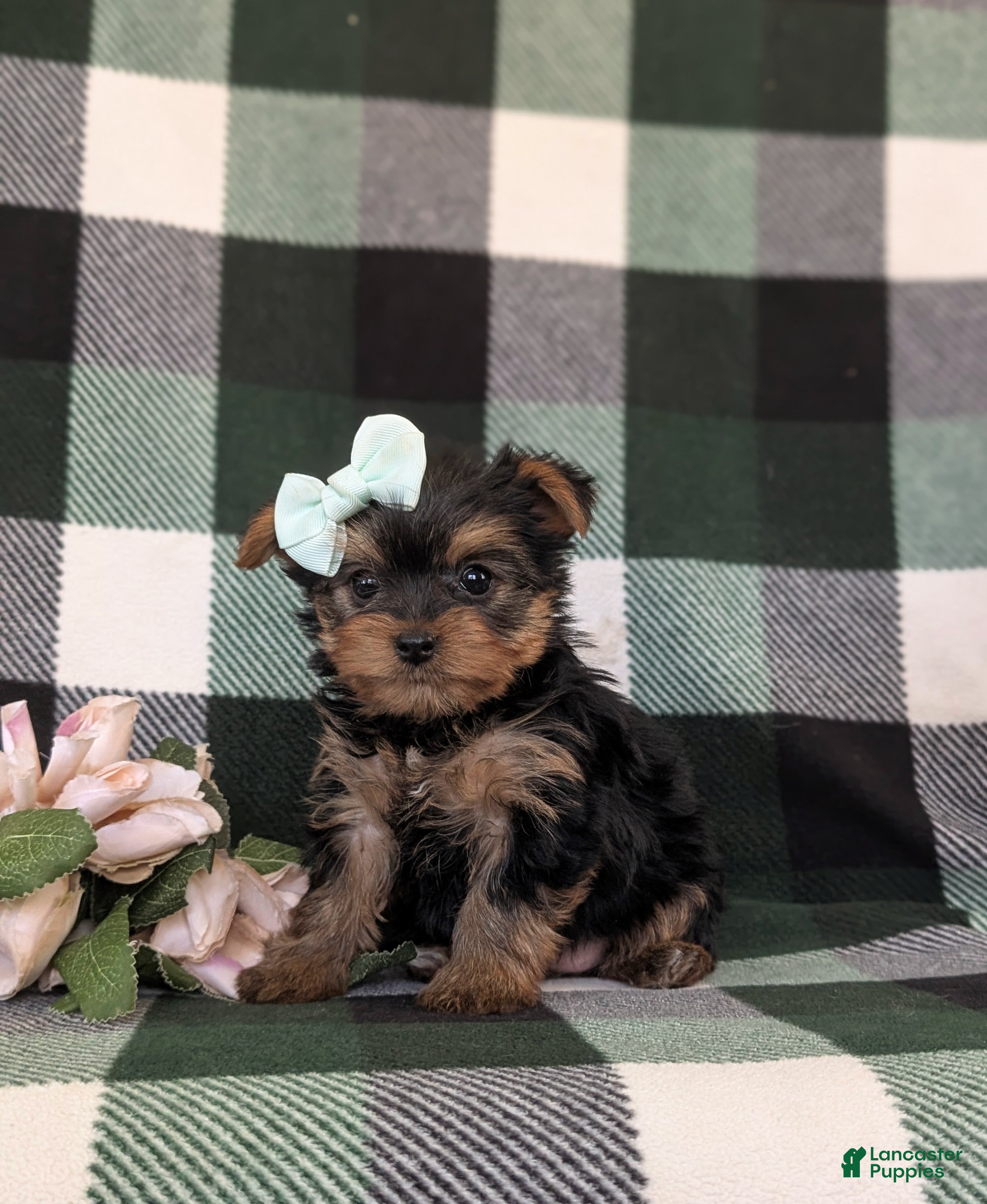 Yorkshire Terrier dogs Lisette 7 lbs Full Grown - Ad 2