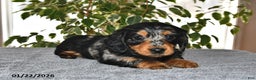 Miniature Dachshund dogs for sale: Daisy - Ad 3