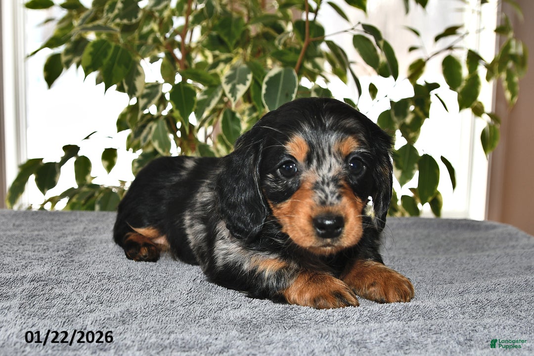 Miniature Dachshund dogs for sale: Daisy - Ad 3