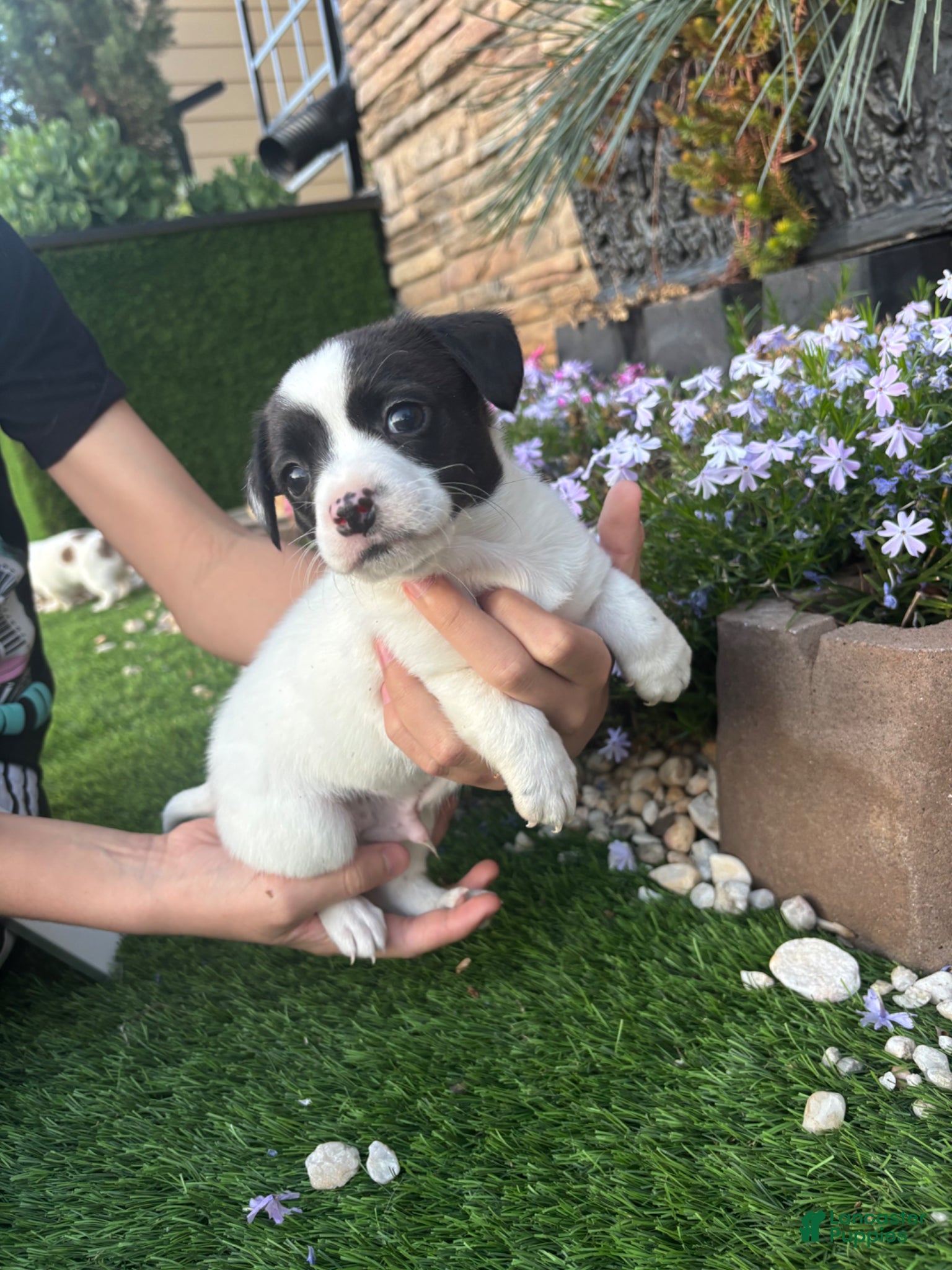 Jack Russell Terrier dogs Jack Russell Terrier Puppy 2 - Ad 16