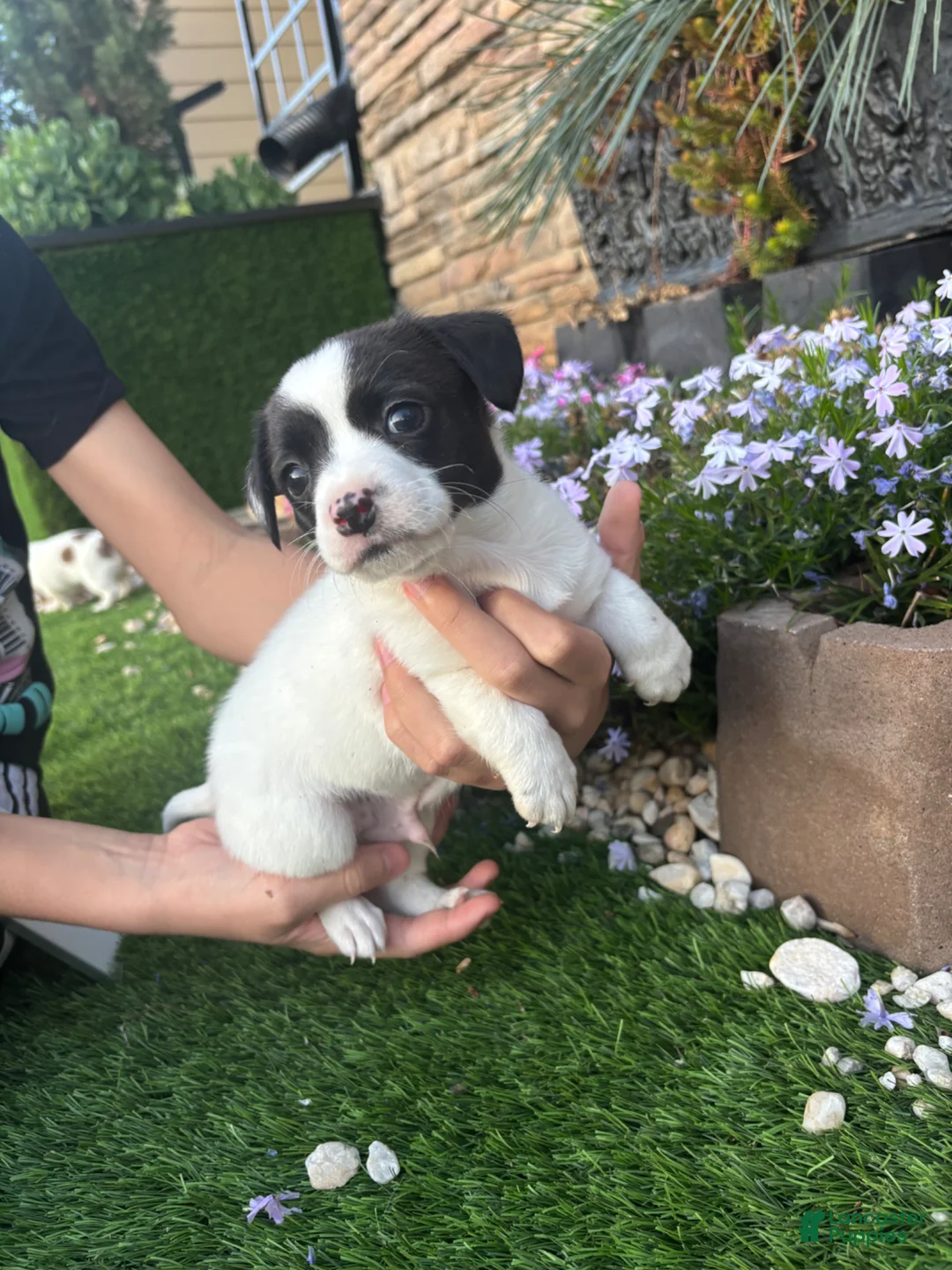 Jack Russell Terrier dogs for sale: Jack Russell Terrier Puppy 2 - Ad 1