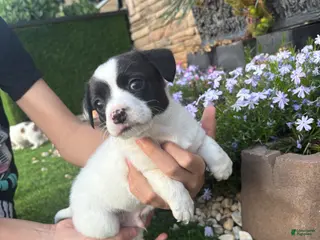 Jack Russell Terrier dogs Jack Russell Terrier Puppy 2 - Ad 16