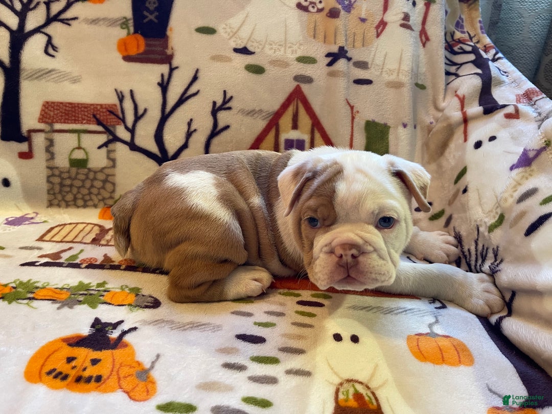 English Bulldog dogs for sale: English Bulldog Puppy 5 - Ad 27