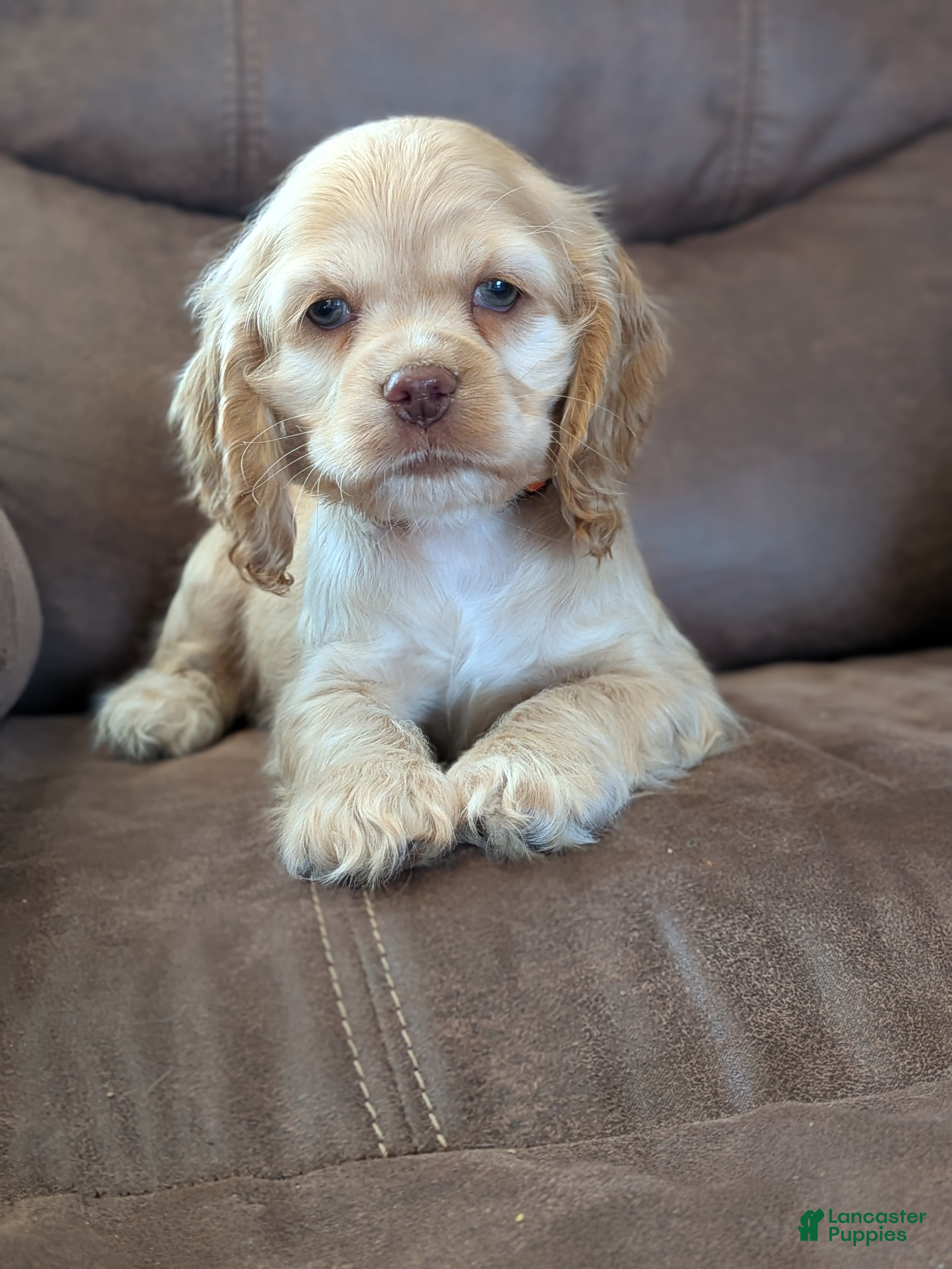 Cocker Spaniel dogs Zen - Ad 1