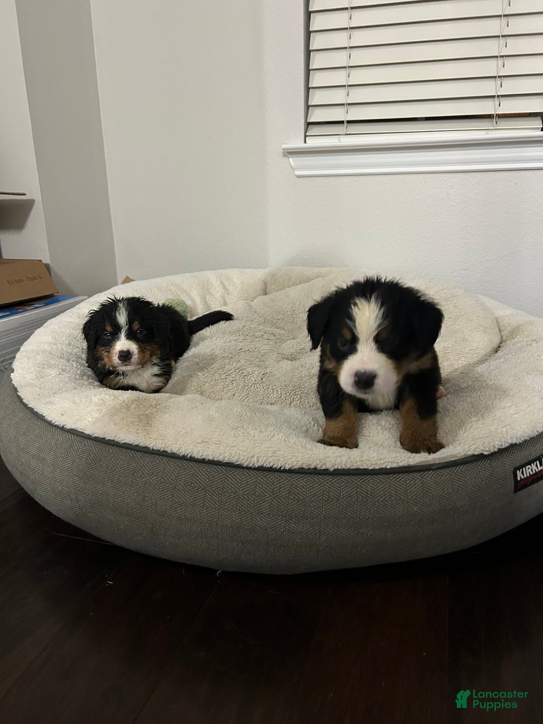 Bernese Mountain Dog dogs for sale: Bernese Mountain Dog Puppy 2 - Ad 3